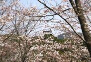 為松公園桜
