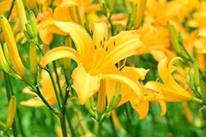 六甲山カンツリーハウス
5月下旬～6月下旬 本格OPEN！
約27,000株のニッコウキスゲの大群落！