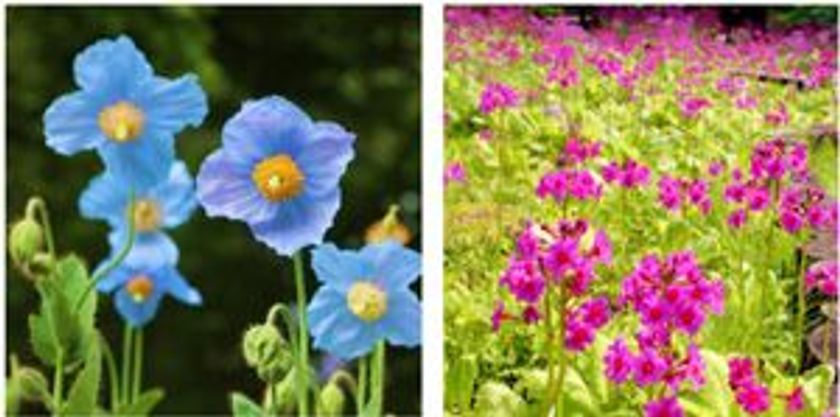 「初夏の花めぐり ROKKO フォトグラフィックガーデン」 
3月17日（土）から前売券の販売開始！