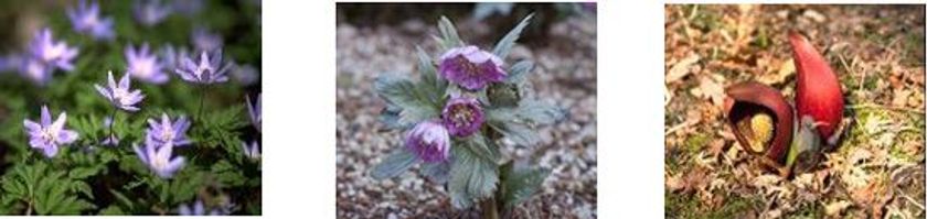 待ちわびた春の到来！
六甲高山植物園　3月17日（土）春季オープン！
