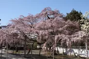 醍醐寺 三宝院 太閤 しだれ桜