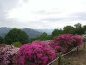 宝登山 山頂からの景色