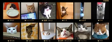 「猫目ヂカラ王選手権」に輝いた猫たち(一部抜粋) 3