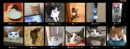 「猫目ヂカラ王選手権」に輝いた猫たち(一部抜粋) 3