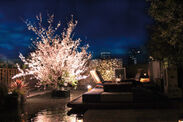代官山リゾート “桜-SAKURA-” 開花宣言　美味しいお料理＆オリジナルカクテルでお待ちしております　開花期間 3月15日(木)～4月中旬