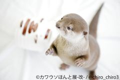 インスタ人気者が集合「カワウソほんと展 -改-」3/30～4/22開催　可愛いだけじゃない生態的な“ほんと”を大学教授が解説