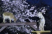 SNS映え間違いなし！夜桜＆ヤギと記念撮影　光るトロッコも初登場！成田ゆめ牧場で4日間限定『夜桜ライトアップ』開催のお知らせ