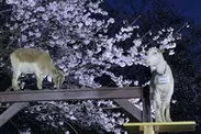 ヤギ＆夜桜と記念撮影も出来る