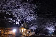 幻想的な夜桜ライトアップ