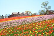 ハーベストの丘史上過去最高数の10万本のチューリップが咲き誇る、“チューリップフェスタ”4月1日より開催