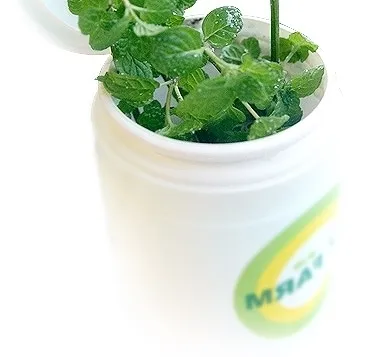 卓上栽培キット(ミント)1