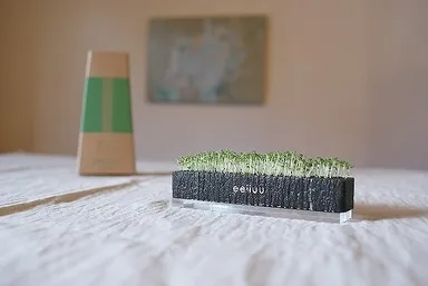 卓上栽培キット(ミント)2