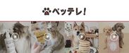 業界初ペット特化の動画コマース『ペッテレ！』を3月末スタート　「プロモーションから販売まで」実施する動画通販サイト