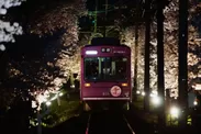 桜のトンネルライトアップ