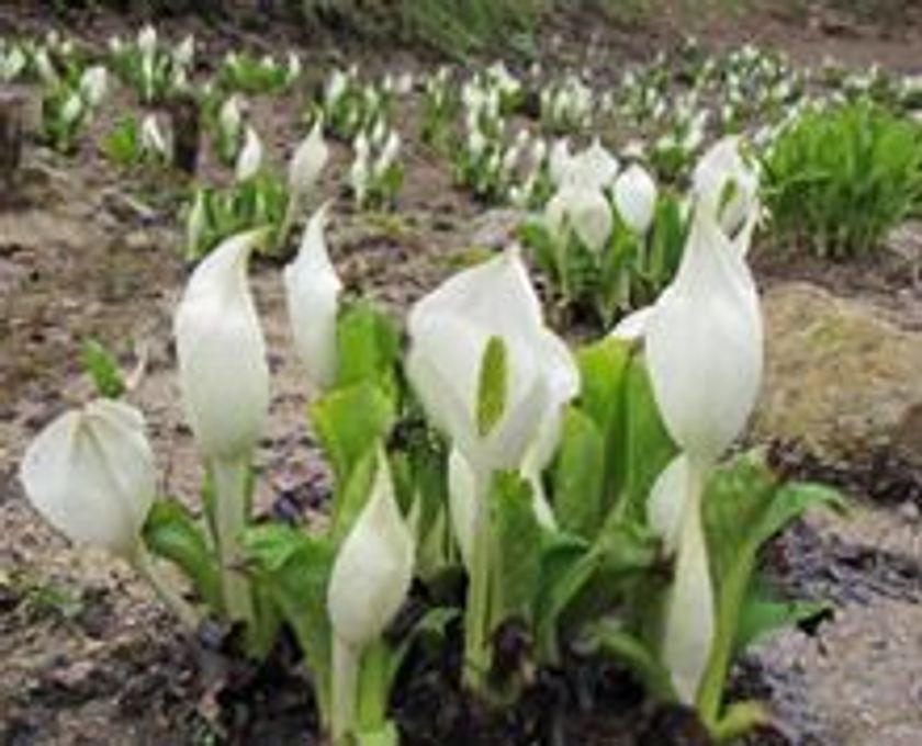 六甲高山植物園　花とお酒を楽しむ
ミズバショウまつり　3月31日(土)より開催！