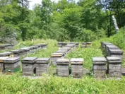管理された養蜂場