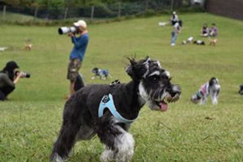 広々天然芝生の上でワンちゃんと過ごす休日
「六甲山カンツリーハウスのドッグラン」開催！
4月21日(土)～6月24日（日）の土曜・日曜・祝日
