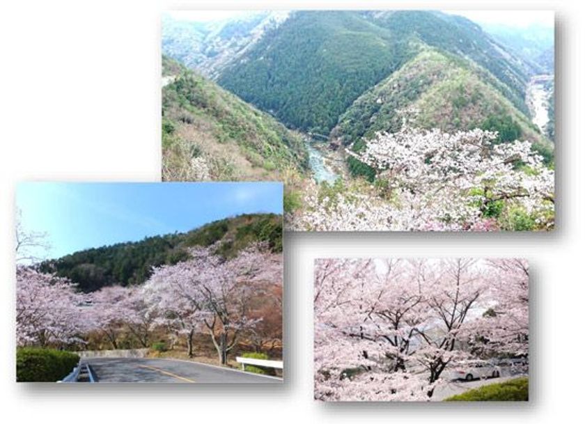 京都のドライブは桜満開の「嵐山-高雄パークウエイ」へ
お花見BBQも楽しめます！