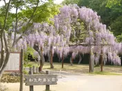 和気町のシンボル「藤の花」