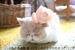 春のねこ休み展・名古屋、見どころ“満開”で4/20～5/20開催！東海ウォーカーとのコラボ企画で愛猫がスターになるチャンスも