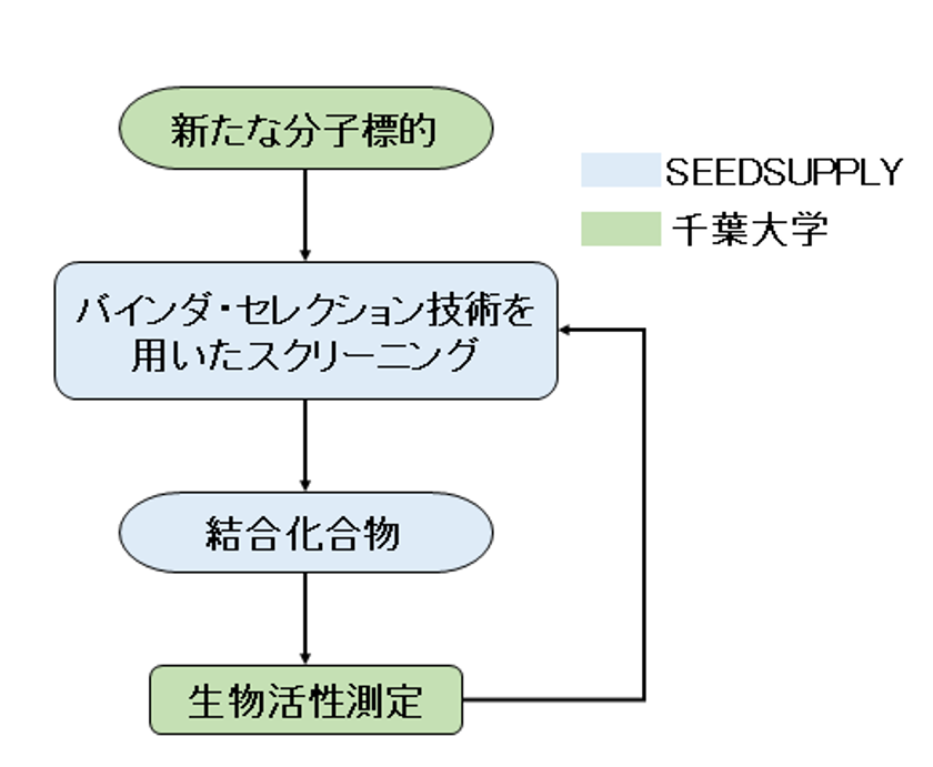 新たな分子標的をターゲットにした上皮がん治療薬の探索 研究 産学連携による新たな初期創薬プロセスモデルの構築 株式会社seedsupply 国立大学法人千葉大学のプレスリリース