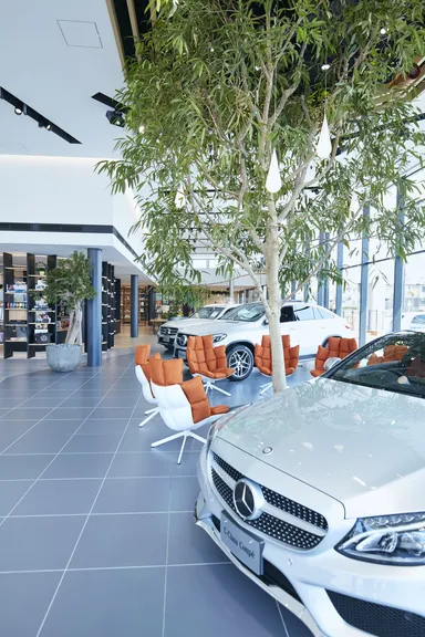 ショールーム内のシンボルツリーと展示車