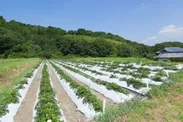 ヤマトトウキ栽培