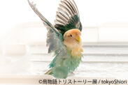 鳥が語る物語『トリストーリー展』GW東京・名古屋で開催！「ねこ休み」など人気展を手がけるギャラリーの新企画