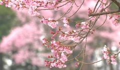 順天堂大学医学部のDr.小林 弘幸教授が監修！聴くサプリCD“音サプリ”を4/18に発売決定！記念キャンペーンでアレンジ曲をプレゼント！