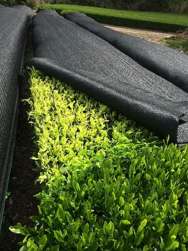 被覆資材を掛けることで白葉化