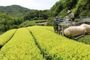 白葉茶の摘採風景