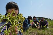 春の東伊豆で旬の山菜が採り放題！稲取細野高原「春の山菜狩りイベント」を4月14日～開催