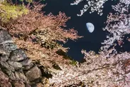 400年の歴史ある石垣と咲き誇る桜が幻想的