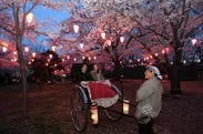 人力車に乗って楽しむ夜桜は格別
