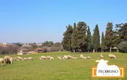イタリアの羊牧場の様子