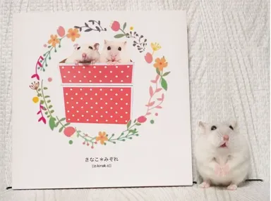 ハムスター界のスター☆おみぞちゃん