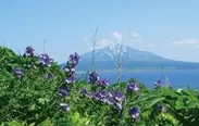 礼文島から見た利尻富士