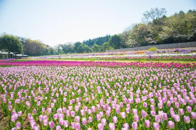 チューリップ 2(2017年撮影)