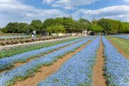 茨城・こもれび森のイバライドで春の花畑が5月頃まで見頃　30万本以上のネモフィラとチューリップが美しく咲き誇る