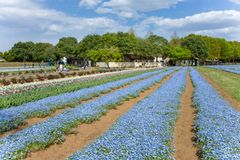 茨城・こもれび森のイバライドで春の花畑が5月頃まで見頃　30万本以上のネモフィラとチューリップが美しく咲き誇る