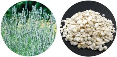 ラベンダー、ハトムギ