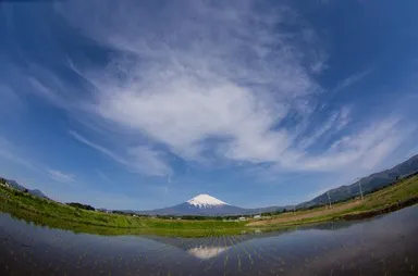 富士吉田市の水田