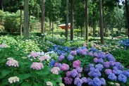 紫陽花が咲く三室戸寺