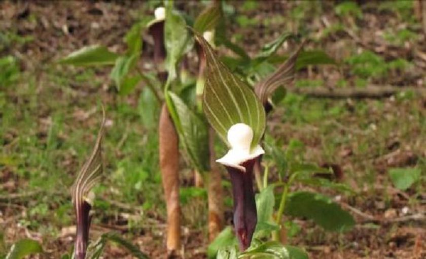 六甲高山植物園
ユニークな姿の人気者ユキモチソウが咲き始めました！