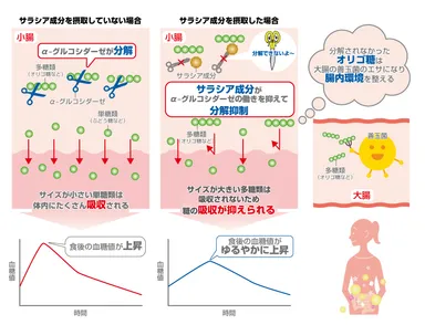 糖の吸収を抑えるメカニズム