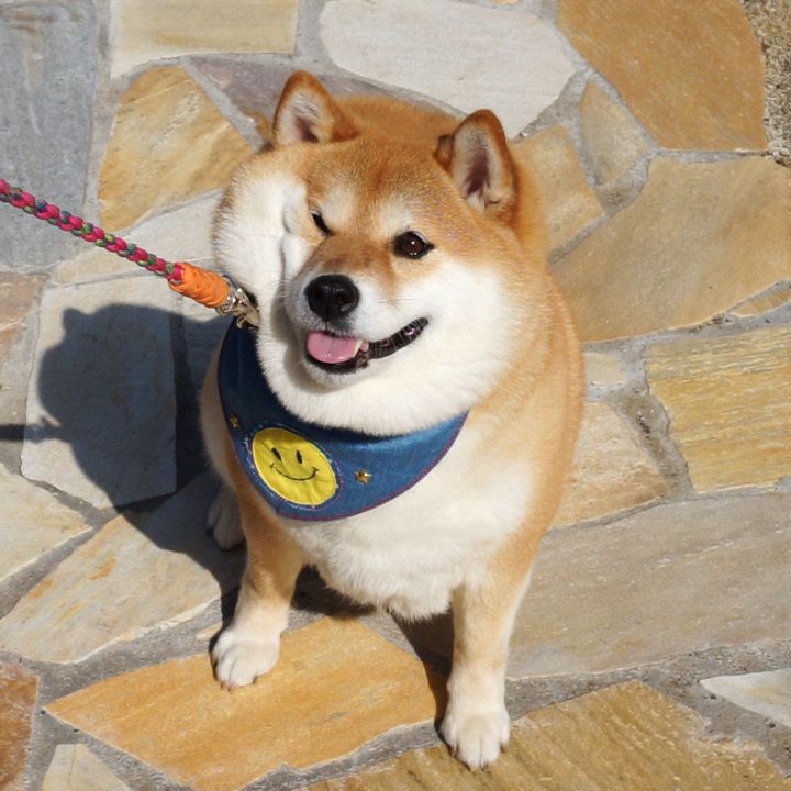 フォロワー10万人超 Snsで大人気の柴犬 ハナとdenaトラベルがコラボ 話題沸騰となったイヤイヤ顔やコスプレ姿などここでしか見られないハナの愛くるしい姿がたっぷり楽しめる動画を公開 株式会社denaトラベルのプレスリリース フォロワー10万人超 Snsで大人気の柴犬 ハナとdenaトラベルがコラボ 話題沸騰となったイヤイヤ顔やコスプレ姿などここでしか見られないハナの愛くるしい姿がたっぷり楽しめる動画を公開 株式会社denaトラベルのプレスリリース
