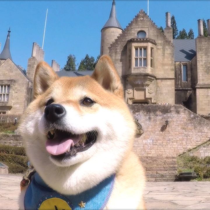 フォロワー10万人超 Snsで大人気の柴犬 ハナとdenaトラベルがコラボ 話題沸騰となったイヤイヤ顔やコスプレ姿などここでしか見られないハナの愛くるしい姿がたっぷり楽しめる動画を公開 株式会社denaトラベルのプレスリリース フォロワー10万人超 Snsで大人気の柴犬 ハナとdenaトラベルがコラボ 話題沸騰となったイヤイヤ顔やコスプレ姿などここでしか見られないハナの愛くるしい姿がたっぷり楽しめる動画を公開 株式会社denaトラベルのプレスリリース