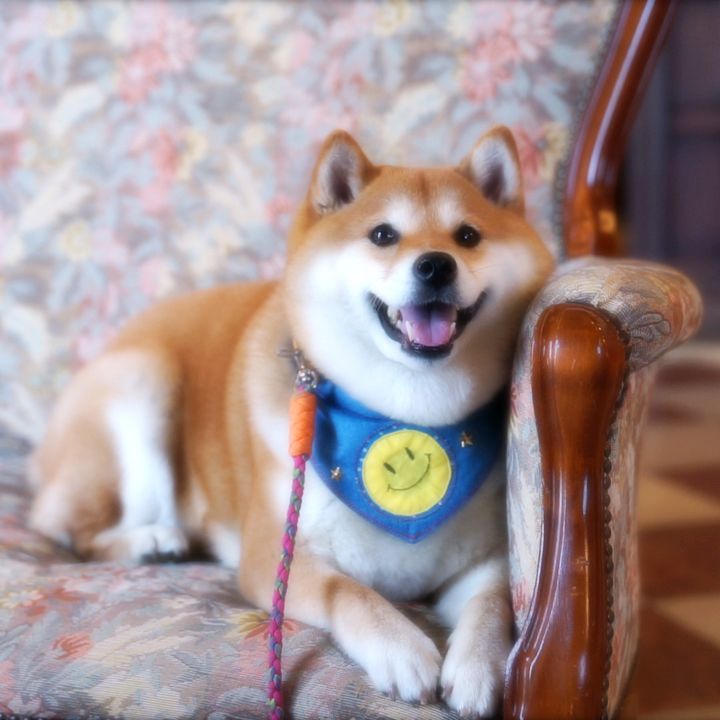 フォロワー10万人超 Snsで大人気の柴犬 ハナとdenaトラベルがコラボ 話題沸騰となったイヤイヤ顔やコスプレ姿などここでしか見られないハナの愛くるしい姿がたっぷり楽しめる動画 を公開 株式会社denaトラベルのプレスリリース フォロワー10万人超 Snsで大人気の柴犬 ハナとdenaトラベルがコラボ 話題沸騰となったイヤイヤ顔やコスプレ姿などここでしか見られないハナの愛くるしい姿がたっぷり楽しめる動画 を公開 株式会社denaトラベルのプレスリリース