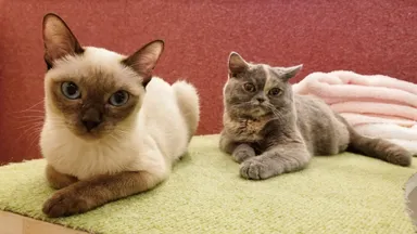 猫カフェ Puchi Marry