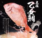日本全国の“うまいもの”を楽しむ　4月24日(火)から『千年の宴』に土佐の『乙女鯛(おとめだい)』が登場